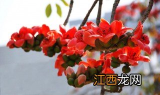 木棉花煲汤有什么功效 木棉花的吃法及功效