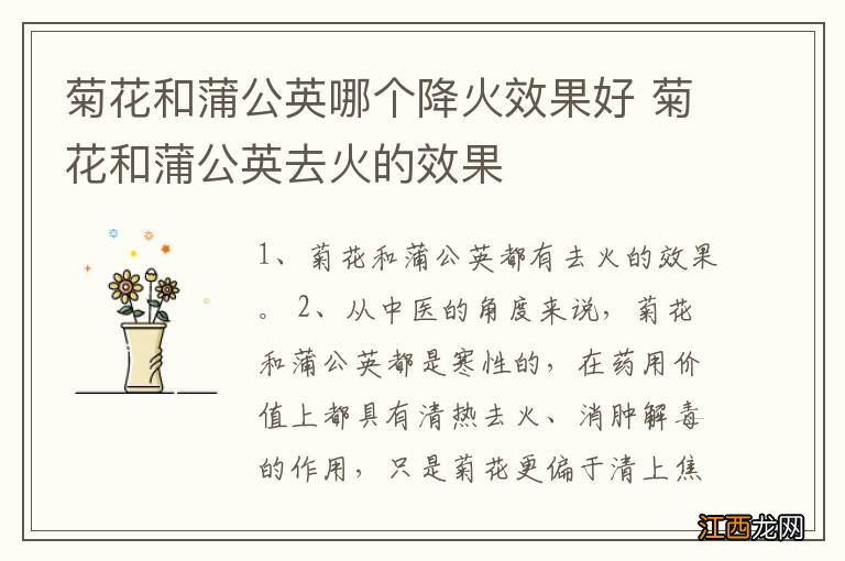 菊花和蒲公英哪个降火效果好 菊花和蒲公英去火的效果
