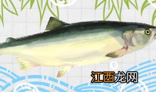 三文鱼和大马哈鱼的区别图片 三文鱼和大马哈鱼的区别