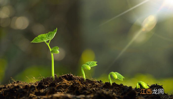 什么灯可以代替阳光照植物 什么灯可以代替阳光照植物