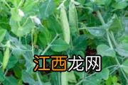 荠菜的功效与作用禁忌 荠菜不适宜人群