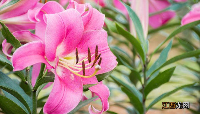 食用百合和百合花的区别图片 吃的百合就是百合花的根部吗