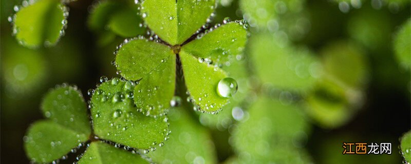 幸运草种子的种植方法 幸运草的养殖方法和注意事项