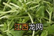 豌豆苗发苦怎么回事 豌豆苗发苦能吃吗