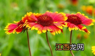 重庆适合养什么盆栽花草 重庆适合养什么盆栽花