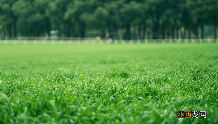 撒草籽需要每天浇水吗视频 撒草籽需要每天浇水吗