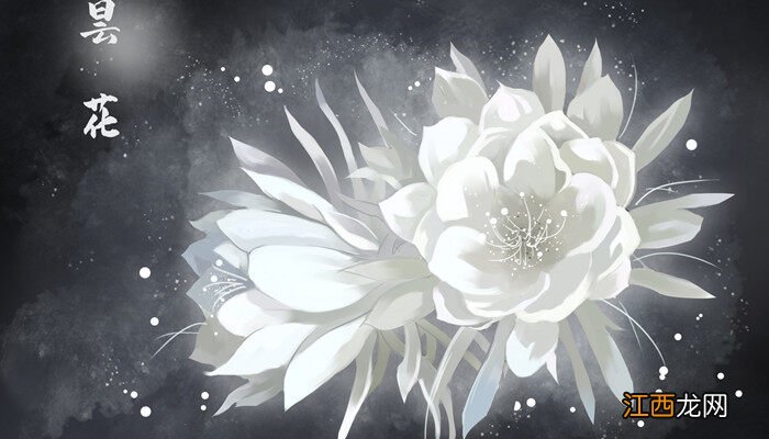 公孙树月下美人是什么植物呢 公孙树月下美人是什么植物