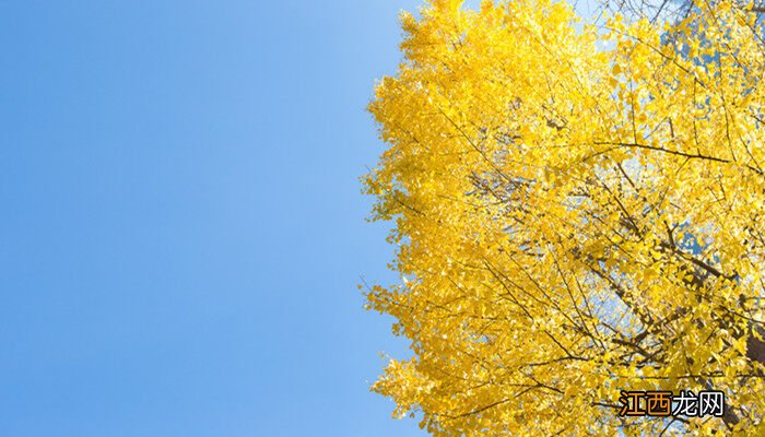 公孙树月下美人是什么植物呢 公孙树月下美人是什么植物