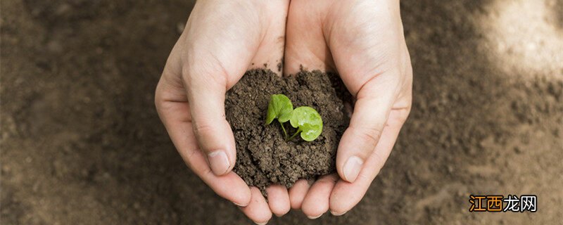 种过花的土还能再种花吗视频 种过花的土还能再种花吗