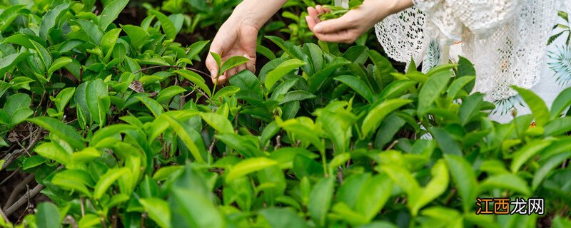 茶树有多少品种 茶树属于什么植物