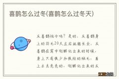 喜鹊怎么过冬天 喜鹊怎么过冬