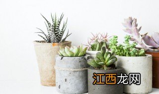 家里养什么盆栽花好 在家适合养什么花卉盆栽