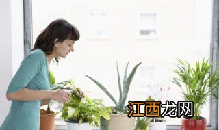 卧室内适合养什么花草? 卧室内适合养什么花草