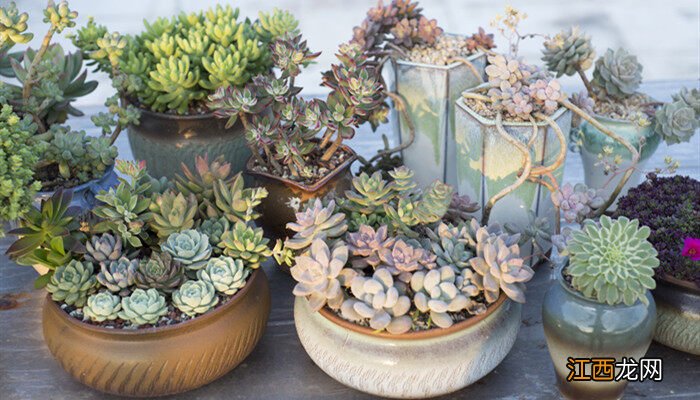 雅乐之舞和金枝玉叶的区别 雅乐之舞怎么养才变红