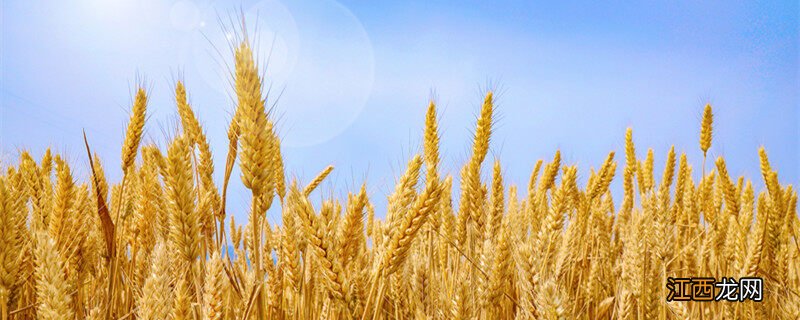 草甘膦对土壤的危害大吗 草甘膦对土壤的危害