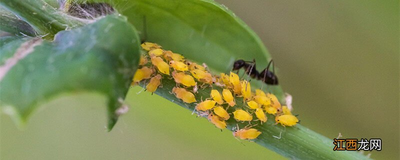 幸福树叶子长白色的是什么东西
