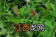 蕨菜儿童可以吃吗 吃蕨菜是不是对人的身体不好