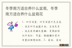 冬季南方适合养什么盆栽，冬季南方适合养什么盆栽花