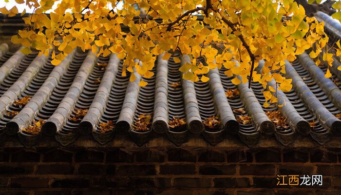 银杏树的变化过程和变化原因作文 银杏树的变化过程和变化原因