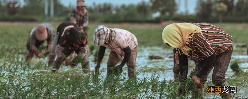 刀耕火种是怎样的种植方式呢 刀耕火种是怎样的种植方式