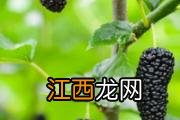 水煮鸡蛋可以隔夜吃吗 带壳的熟鸡蛋能放几天