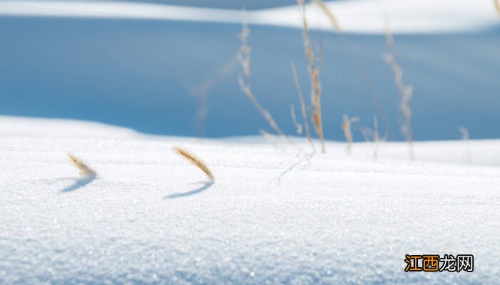 植物拥有吸收雪水的能力吗为什么 植物拥有吸收雪水的能力吗