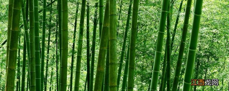 竹子象征什么职业