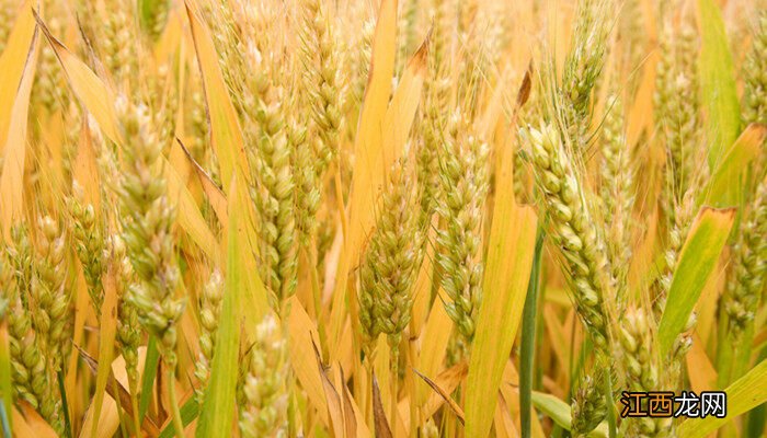 禾苗长大了是什么植物呢 禾苗长大了是什么植物