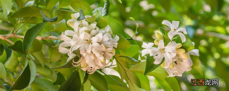 十里香花盆景图片 十里香花能在家里养吗