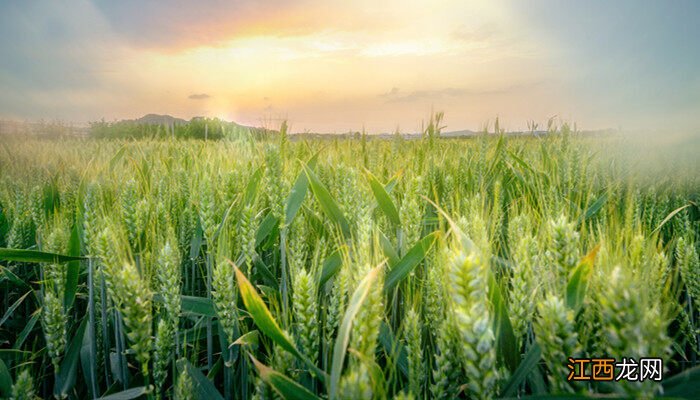 十月底种小麦晚不晚呀 十月底种小麦晚不晚