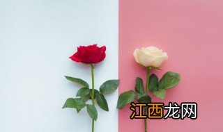 玫瑰种子泡几天发芽 玫瑰种子要浸泡泡多久