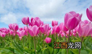 属猪客厅适合养什么植物好 属猪客厅适合养什么植物