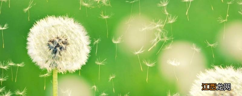 植物离开妈妈有哪些方法