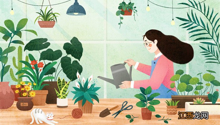 长草娃娃能养多久 长草娃娃能养多久