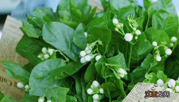 烟灰水可以浇哪几种花草 烟灰水可以浇哪几种花