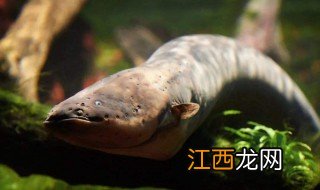电鳗的天敌是什么动物海蛇怎么不怕电鳗 电鳗的天敌是什么动物