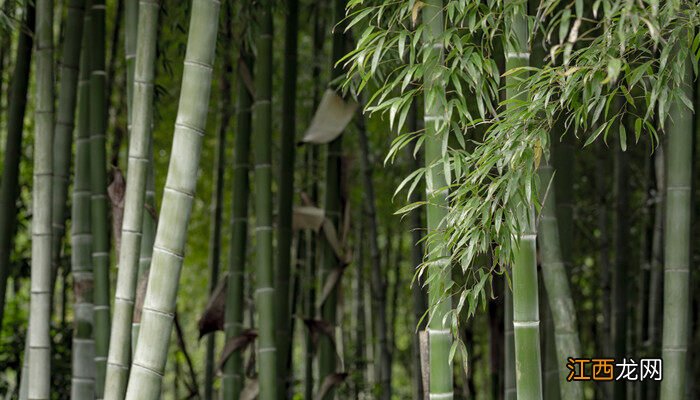 所有植物细胞都有线粒体吗 植物细胞都有线粒体吗