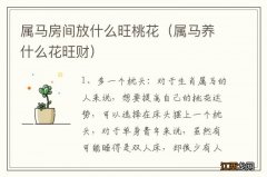 属马养什么花旺财 属马房间放什么旺桃花