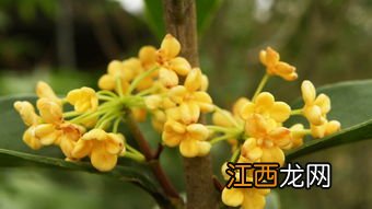 桂花什么季节开