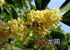 桂花什么季节开