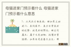 母猫进家门预示着什么 母猫进家门预示着什么意思