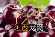 苹果冻坏了还能吃吗 苹果冻多久吃比较好