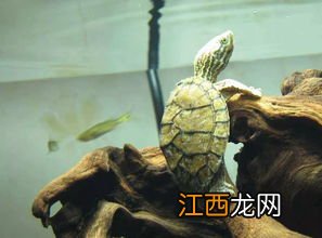 龟缸里的水放多少最好