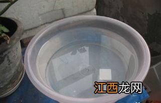 龟缸里的水放多少最好