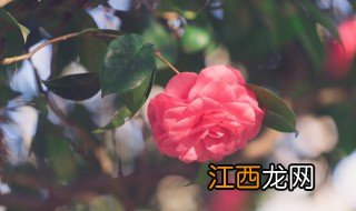 天天开花养殖方法注意事项是什么 天天开花养殖方法注意事项