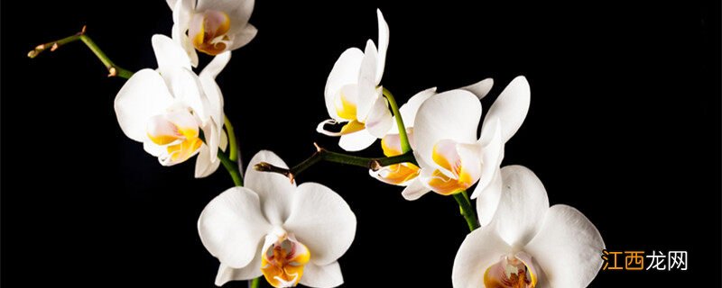 兰花最适合昼夜温差多少度生长 兰花最适合昼夜温差多少