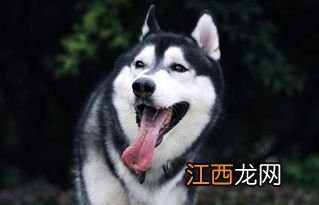 哈士奇是什么样的狗