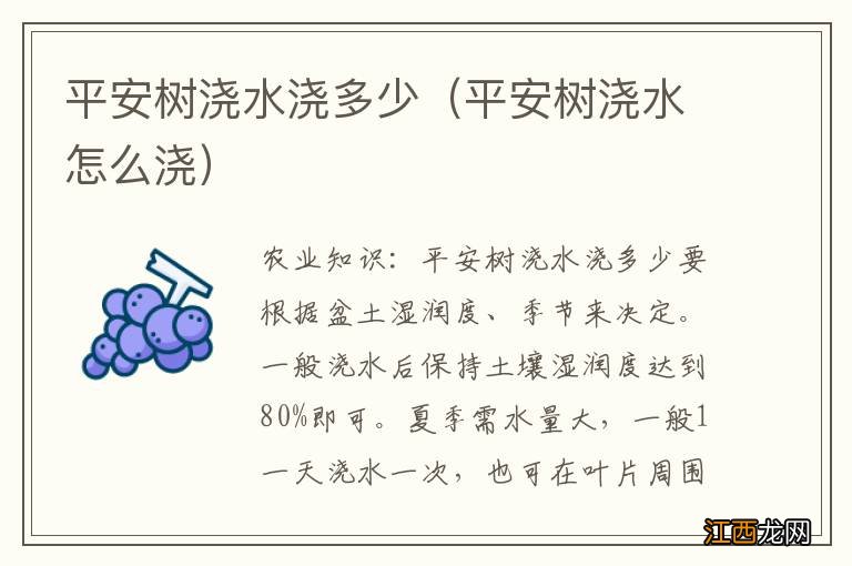 平安树浇水怎么浇 平安树浇水浇多少