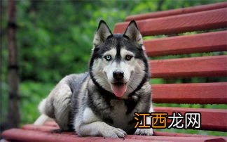 哈士奇属于大型犬吗哈尔滨让养吗