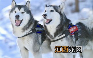 哈士奇属于大型犬吗哈尔滨让养吗